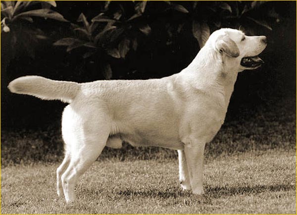 Kimbajak labradors sales